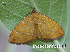 vlinder (1760*1320)